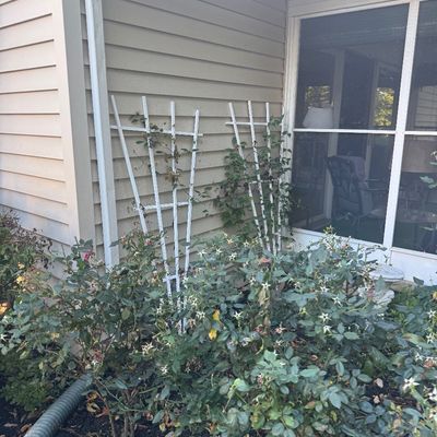 Sale Photo Thumbnail #125: Pair of white fan-shaped garden trellises leaning against a residential home exterior near rose bushes.