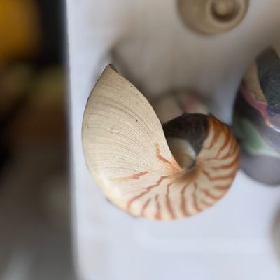 A natural chambered nautilus shell with classic brown striping.