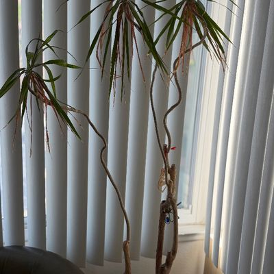 Potted Dracaena marginata plant with curved woody stems in a dark planter.