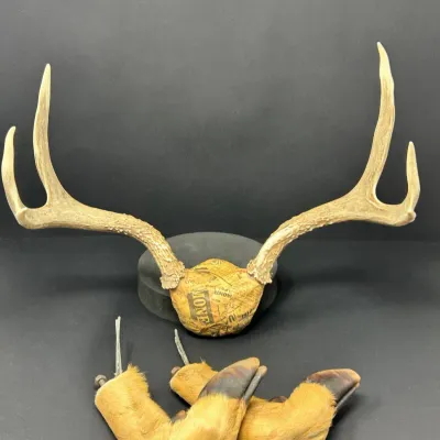 Sale Photo Thumbnail #71: Vintage deer antler skull cap wrapped in papier-mâché alongside a pair of taxidermy deer hoof gun rack mounts.