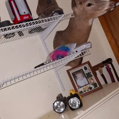 Sale Photo Thumbnail #19: Mounted white-tailed buck taxidermy head with multi-point antlers, displayed on a wall above household storage shelves.