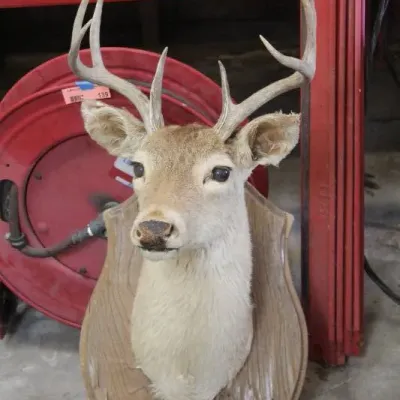 Taxidermy shoulder mount of a white-tailed buck deer with multi-point antlers, affixed to a shaped wooden plaque.
