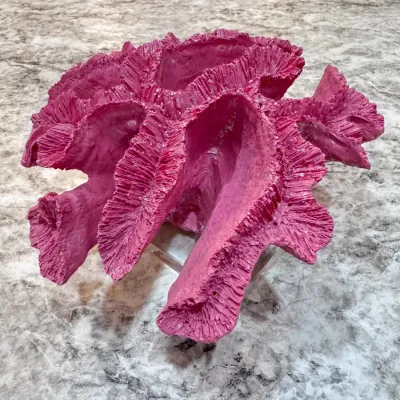 Sale Photo Thumbnail #33: Painted Coral