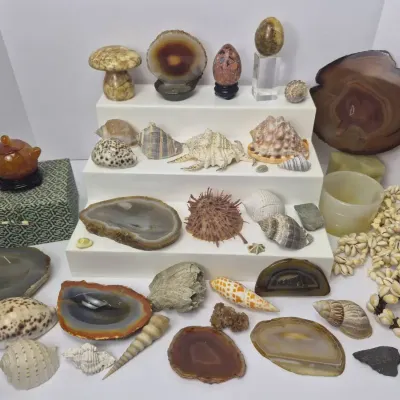 Shells, Sliced Agate Sections & More