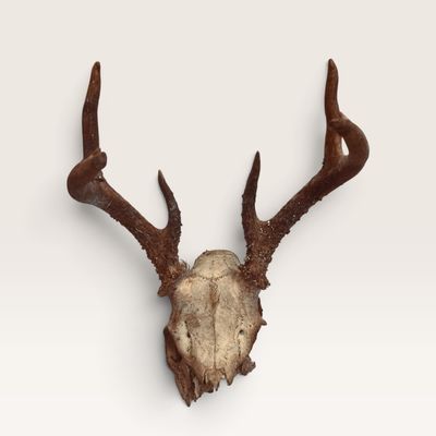 European-style deer skull mount with dark, textured antlers, showing natural weathering and age.