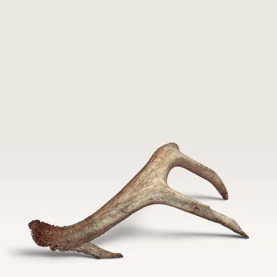 Single weathered deer shed antler with natural textured burr and tines, suitable for rustic decor.