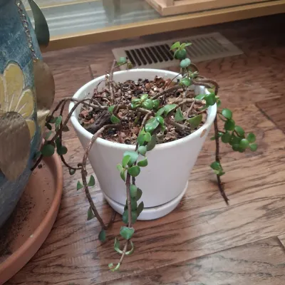 Sale Photo Thumbnail #512: POT IS 14"