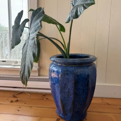 Sale Photo Thumbnail #13: Large blue glazed ceramic planter housing a healthy elephant ear potted plant, sitting indoors on a wood floor.