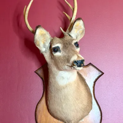 Vintage taxidermy whitetail deer head shoulder mount on a shield-shaped wooden plaque, dated January 1973 according to the inscription...