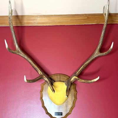 Large wall-mounted elk antler rack set on a contoured wooden plaque with a small brass nameplate.