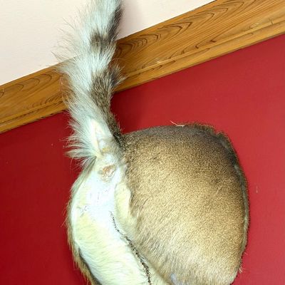 Novelty taxidermy deer rear end, commonly referred to as a deer butt mount, displayed on a red wall.