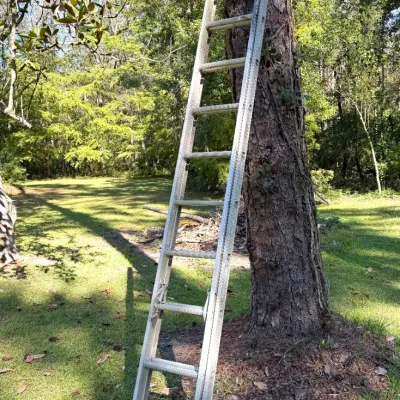 Aluminum extension ladder leaning against a large tree trunk in a grassy yard.