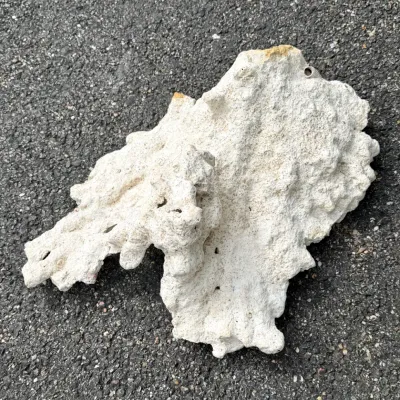 Large white natural coral specimen.