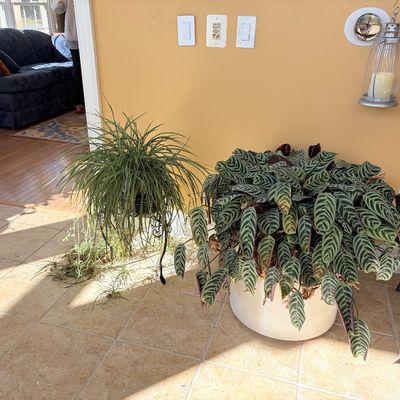 Sale Photo Thumbnail #122: Large potted Calathea zebrina zebra plant alongside a potted spider plant on a metal stand.