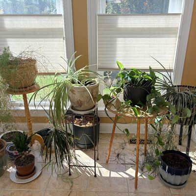 Sale Photo Thumbnail #115: Assortment of potted houseplants, including spider plants and pothos, arranged on stands and the floor in front of sunny windows.