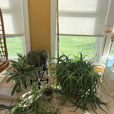 Sale Photo Thumbnail #120: Collection of large potted houseplants, including a sprawling aloe vera, a dracaena, and a trailing fern on a black plant stand, set near a floor lamp.