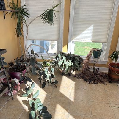 Sale Photo Thumbnail #127: A collection of potted house plants, including a tall dracaena, rubber plants, and a calathea, set near sunlit windows on a tile floor.