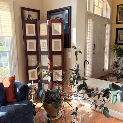 Sale Photo Thumbnail #136: Large potted rubber plant in a ceramic planter set on a rolling plant caddy, positioned in a sunlit living room corner next to a wooden folding photo screen.