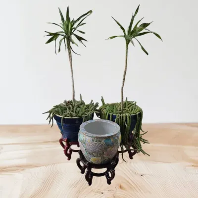 Vintage Chinese Mille Fleur Porcelain Jardinière & Blue Glazed Planters & Plants