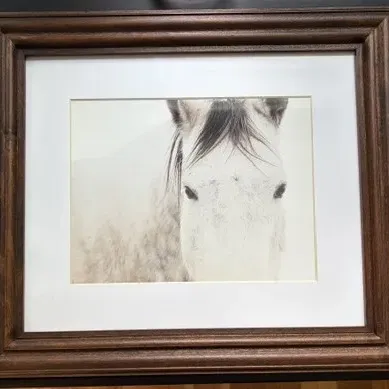 Sale Photo Thumbnail #38: Pottery Barn Horse Framed Print 