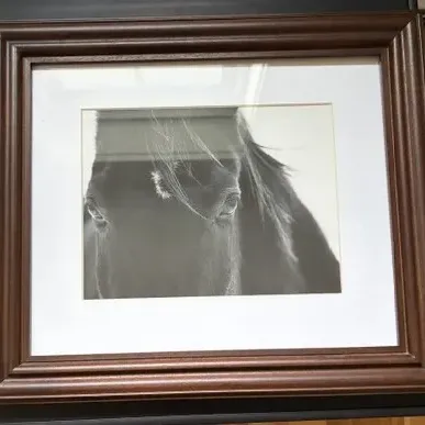 Sale Photo Thumbnail #39: Pottery Barn Horse Framed Print 