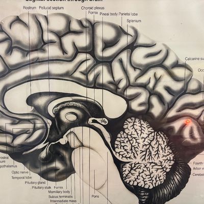 Sale Photo Thumbnail #41: Vintage educational anatomical diagram illustrating a sagittal section of the human brain with labeled structures.