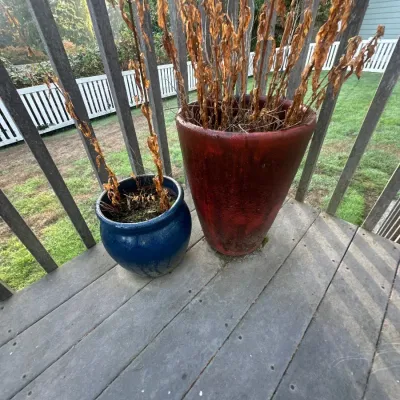 Potted plants