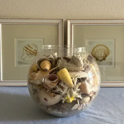 Sea Of Shells
