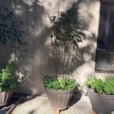 Three Potted Plans, Clematis on Metal Trellis