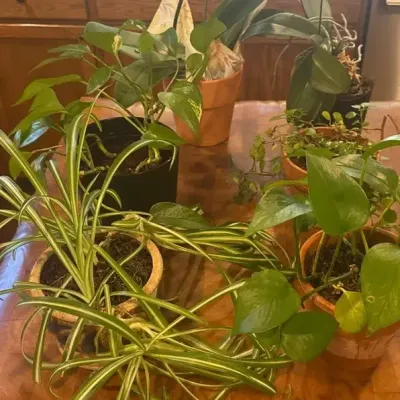 House Plants