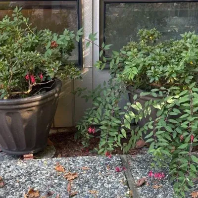 Fuchsia Magellanic Potted Plants - 2