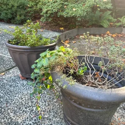 Potted Plants -  2 