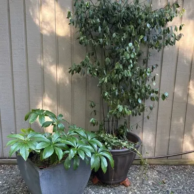 Outdoor Plants 2