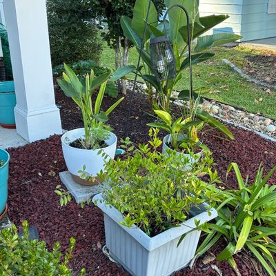 Collection of outdoor potted plants, including a large square planter and rounded ceramic pots, set in a mulched garden bed alongside a...