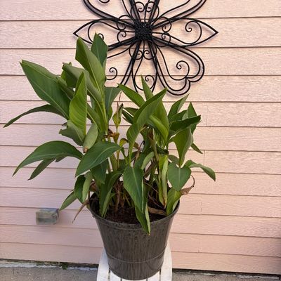 Potted tropical green plant in a dark textured planter, sitting on a small white wooden folding stool with a wrought iron flower wall...