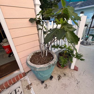Potted fig tree in a large turquoise ornate planter on a rolling plant caddy.