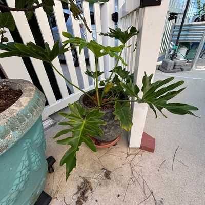 Potted Philodendron selloum plant sitting beside a white picket fence next to a larger teal planter.