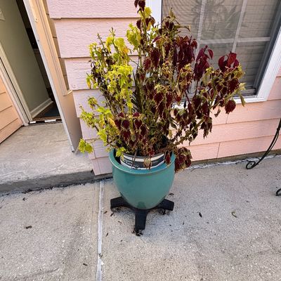 Large potted coleus plant with vibrant green and deep burgundy foliage set in a turquoise ceramic planter resting on a wheeled black caddy.