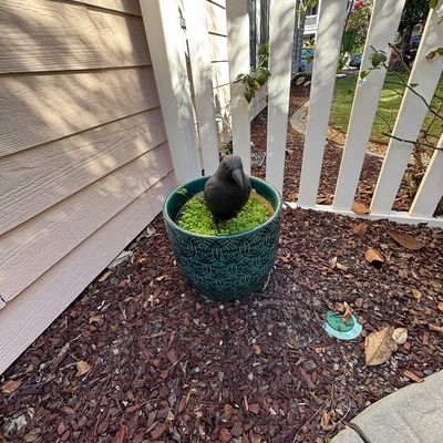 Teal textured ceramic planter filled with greenery and topped with a black crow figurine, sitting outdoors against a house and fence.