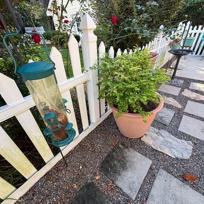 Hanging green metal and clear tube bird feeder alongside a potted shrub