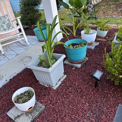 Collection of outdoor potted plants in various plastic planters, displayed on a bed of red mulch.
