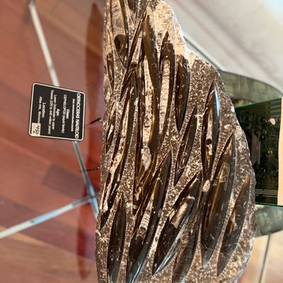Polished Orthoceras nautiloid fossil slab from Morocco, mounted on a stand with an informational label.