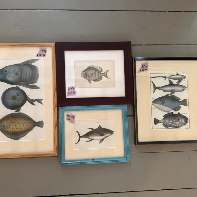 Collection of four framed vintage and antique-style ichthyological prints featuring detailed fish illustrations in assorted wooden frames.