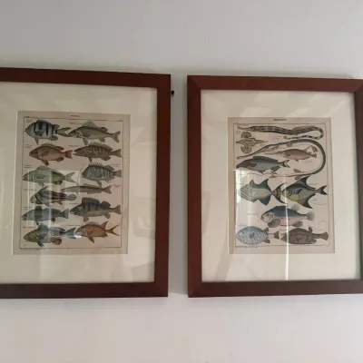 Pair of framed vintage-style ichthyological prints displaying various fish species, housed in matching dark wood frames with white matting.