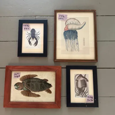Set of four framed vintage scientific prints of marine life, including a sea turtle, a Portuguese man o' war, a lobster, and a...