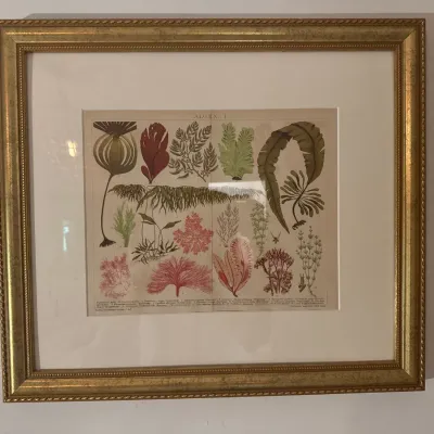 Framed botanical print illustrating various algae species, set in a wide white mat and an ornate gold gilt frame.