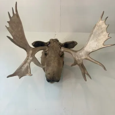 Taxidermy moose head shoulder mount with wide, palmate antlers, wall-mounted against a plain white backdrop.