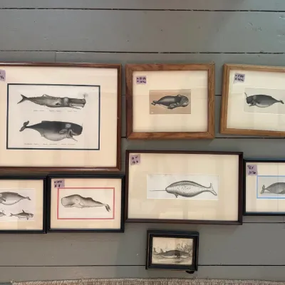 Collection of seven framed vintage and antique whale and marine life scientific prints in various wooden and black frames.