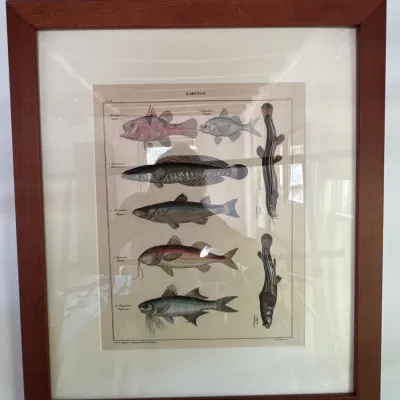 Framed vintage botanical-style ichthyological print depicting various fish species, housed in a reddish-brown wooden frame with cream...