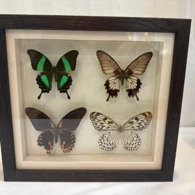 Sale Photo Thumbnail #45: Framed butterfly specimen collection featuring four mounted taxidermy butterflies, including an Emerald Swallowtail and a Rice Paper butterfly, housed in a dark wooden shadow box frame.